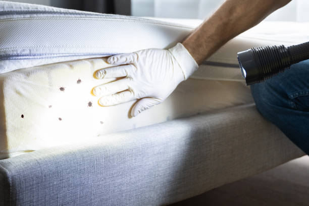 Best Local Pest Control Services  in Harvest, AL